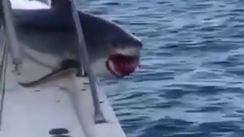 shark stuck😱😱😱