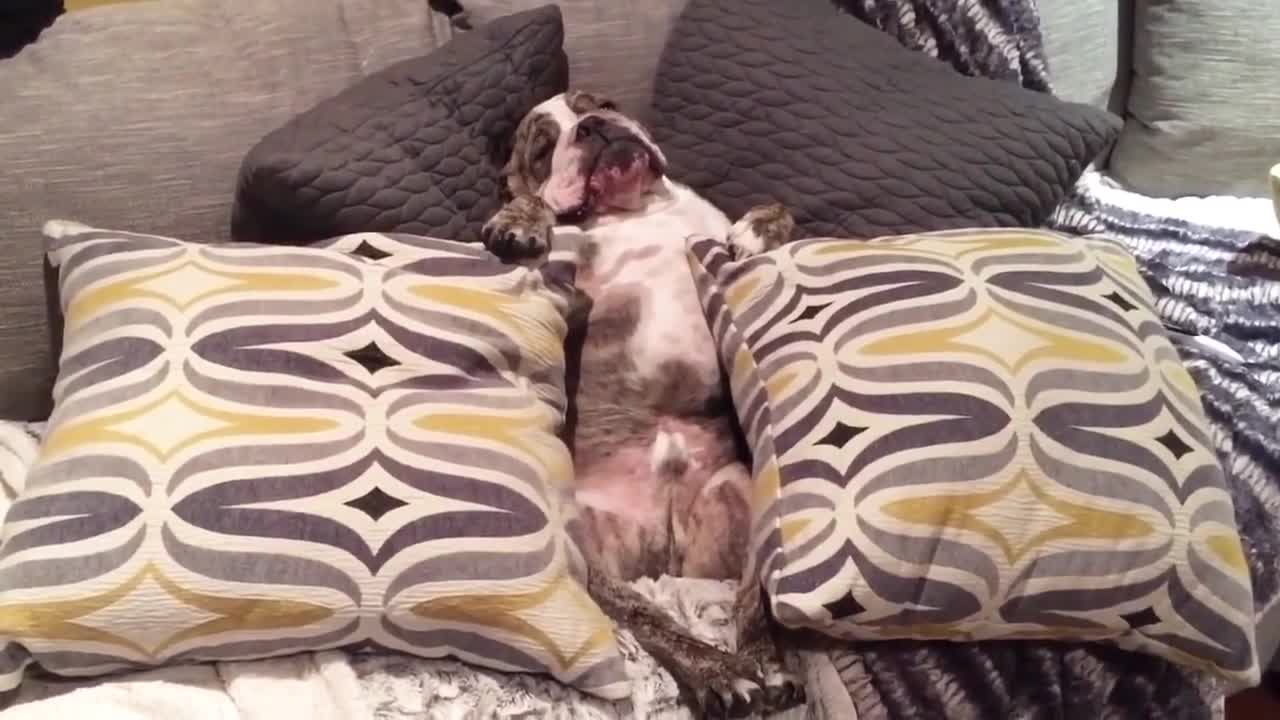 Lazy bulldog refuses to go outside, growls in protest
