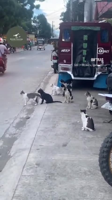 When you stare at your enemy, but ...... 🐶👀🐱 showdown! 💥🐾