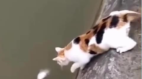 This Cat Got Skill | Must See Hilarious Cat Short Video