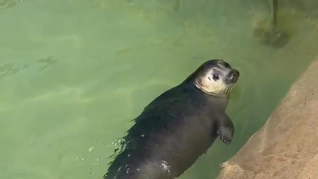 Catch a cute seal pup