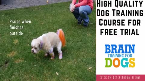 how to train my dog|dog obedience training videos