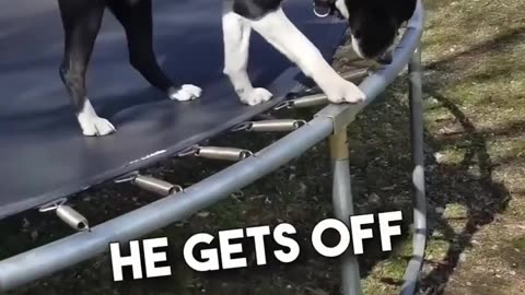 The dog is so smart 🐶