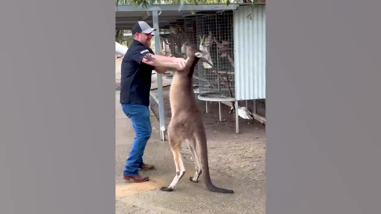 Kangaroo Attacks a Tourist