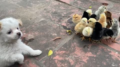 Puppy and Baby Chick!? (Best Friends!)