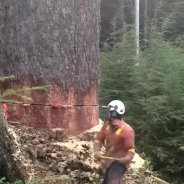 TIMBER