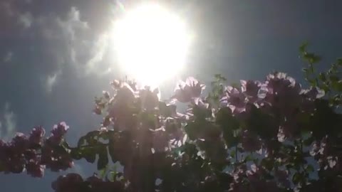 Beautiful spring flowers getting all the warmth of a great summer sun [Nature & Animals]