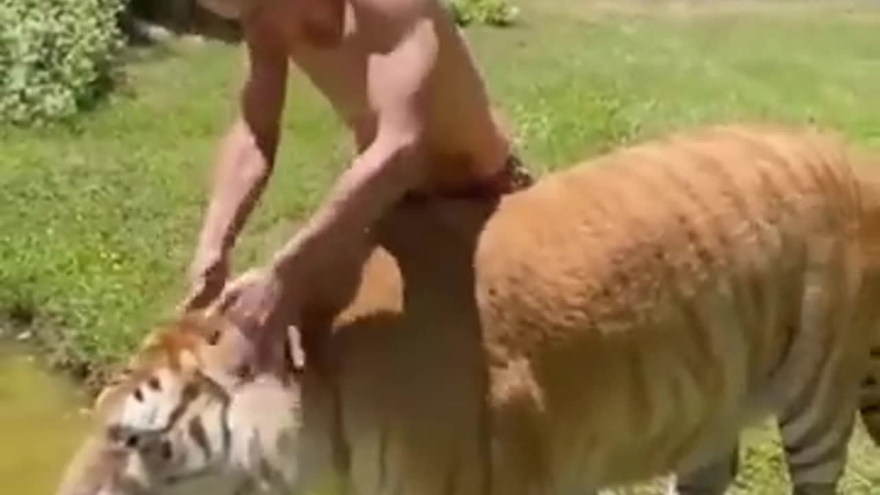 funny animals video