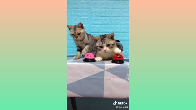 Funny cats