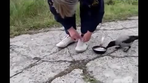 The brazen crow