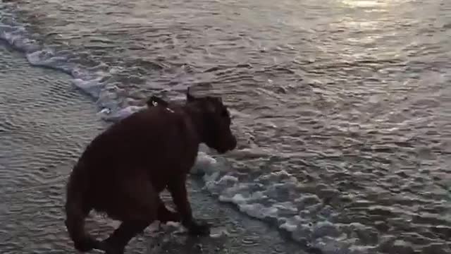 Puppy on beach scared of waves on sunset beach