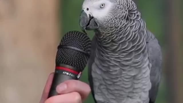 parrot funny