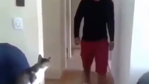 Cat😊