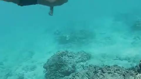 Endangered Monk Seal Swims Right to Us