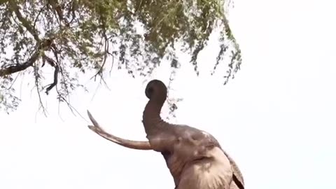 Elephant standing on two legs #shorts #shortsvideo #video #viral