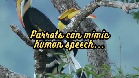 Animal Facts Parrot Mimicry #shorts