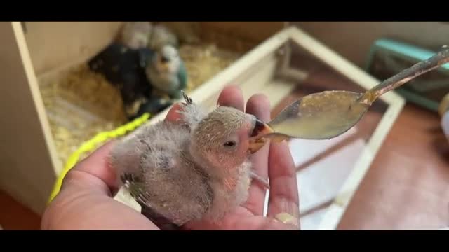 bird cub