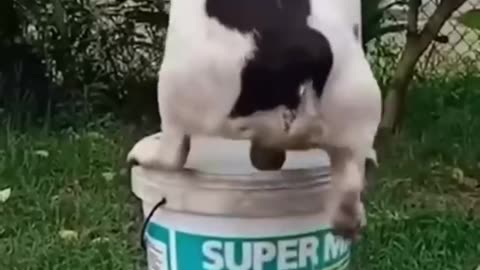 Funny animal video