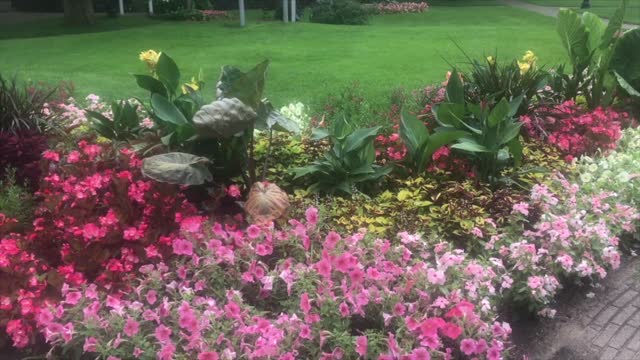 Kraina tulipanów .... i to nie w Europie; a w części drugiej ... pani GuateKamala