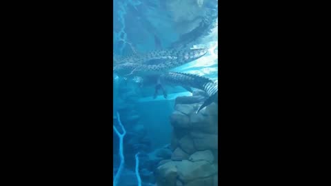 Crocosaurus Cove Darwin