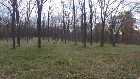 Spike buck down