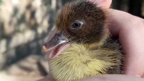 Sleepy Muscovy Duckling