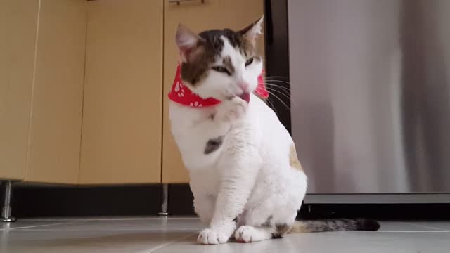 A very cute and beautiful cat that quickly enters the heart