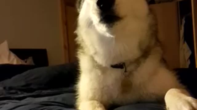 Siberian husky lays on blue bed and howls at camera