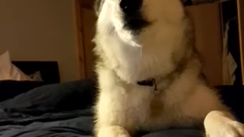 Siberian husky lays on blue bed and howls at camera