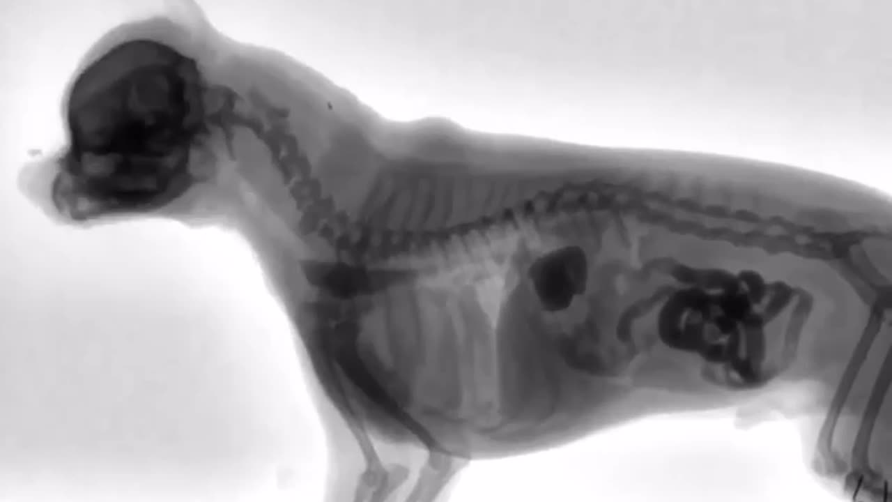 Dog Eating as seen through Xray