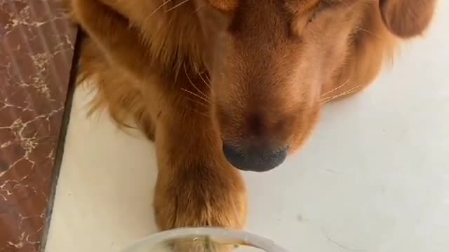 The dog said, even if you want to lose weight, you can't be hungry