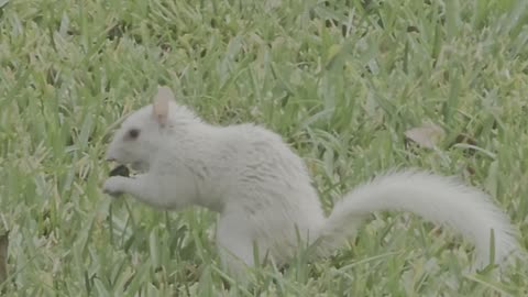 Pure white Squirrel playing in the front yard. Gathering nuts