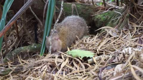 Tailless/Common Tenrec La Réunion Island (rare sight in wildlife)