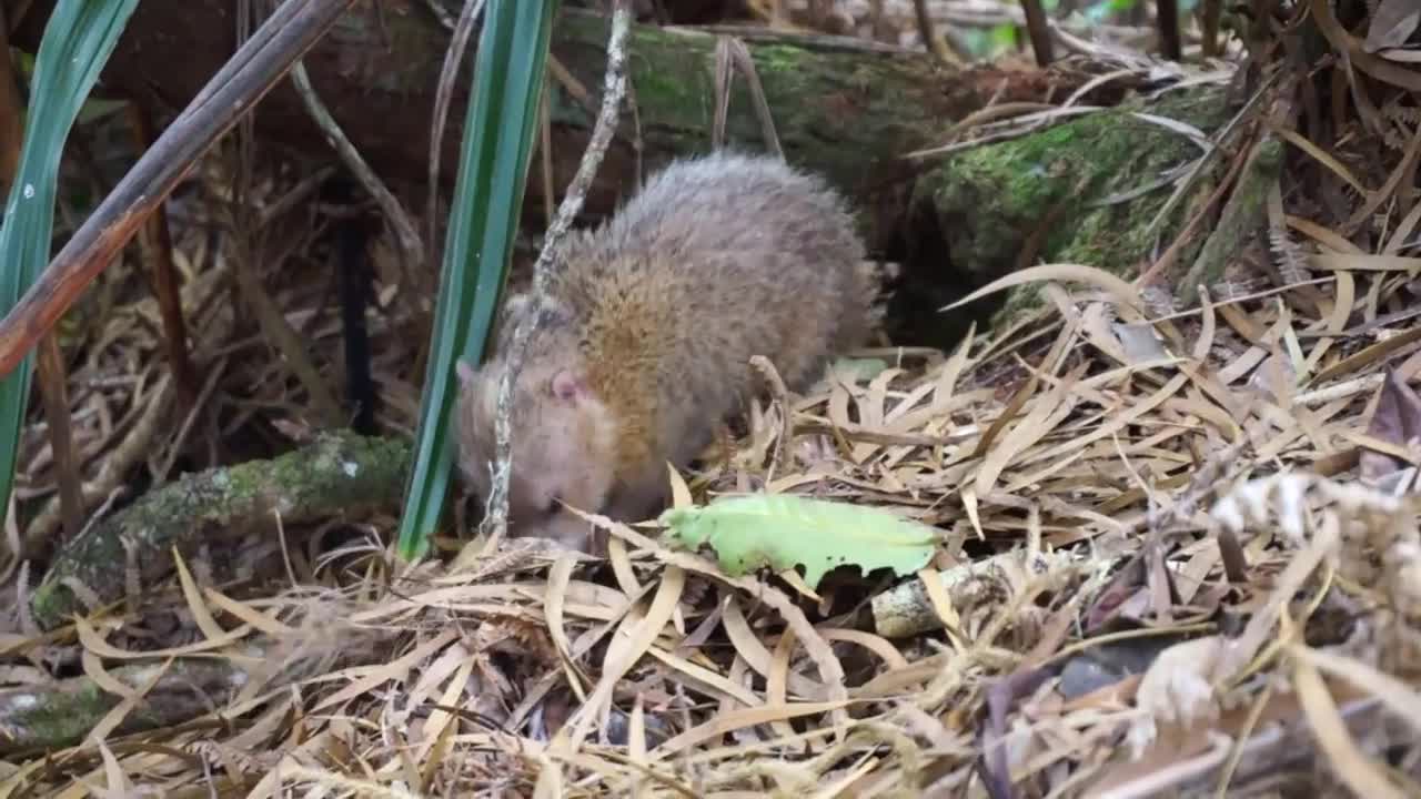 Tailless/Common Tenrec La Réunion Island (rare sight in wildlife)