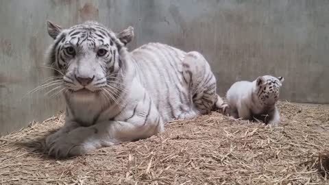 Quiet afternoon, naughty baby tiger playing with his mother's tail, what a happy picture,