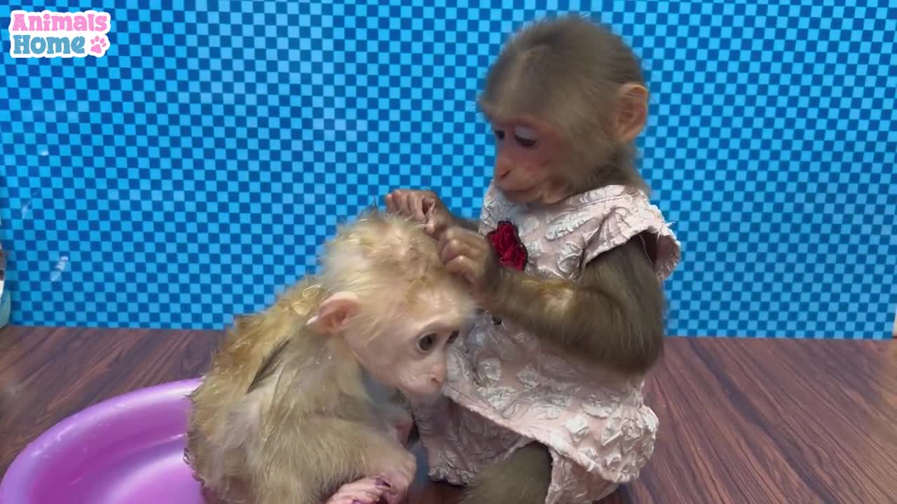 Bibi help dad take care of baby 🐵 monkey oBi