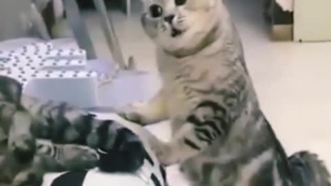 Funny cat moments amazing 👏