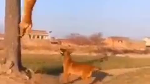 This dog enhancing it's jumping ability let's check it