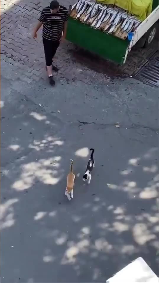 Watch the cat steal the fish in a smart way and its owner watching the place