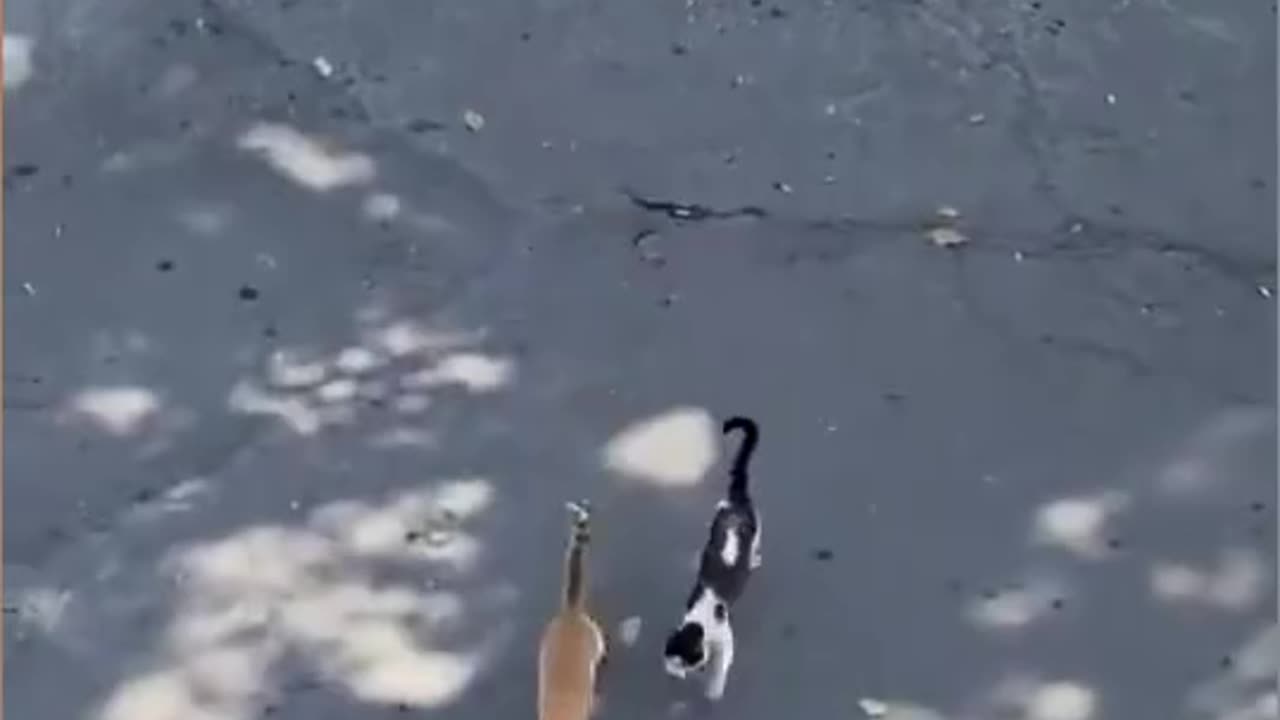 Watch the cat steal the fish in a smart way and its owner watching the place