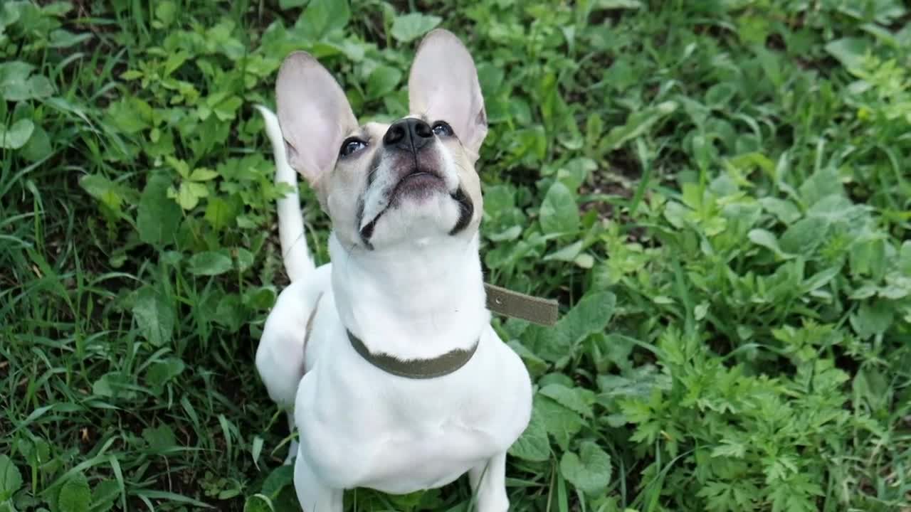 Funny dog looking up pricking his ears