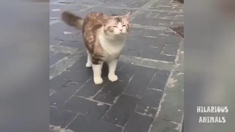 Try Not To Laugh - Funny Cat Videos #1