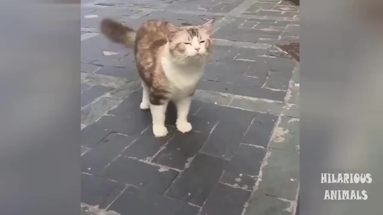 Try Not To Laugh - Funny Cat Videos #1