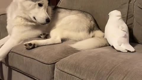 Parrot playing with dog