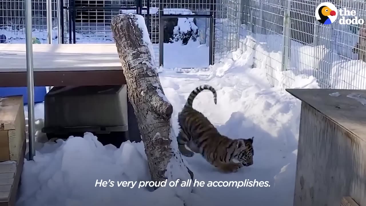 Tiniest Tiger Cub Is A Wild Man Now