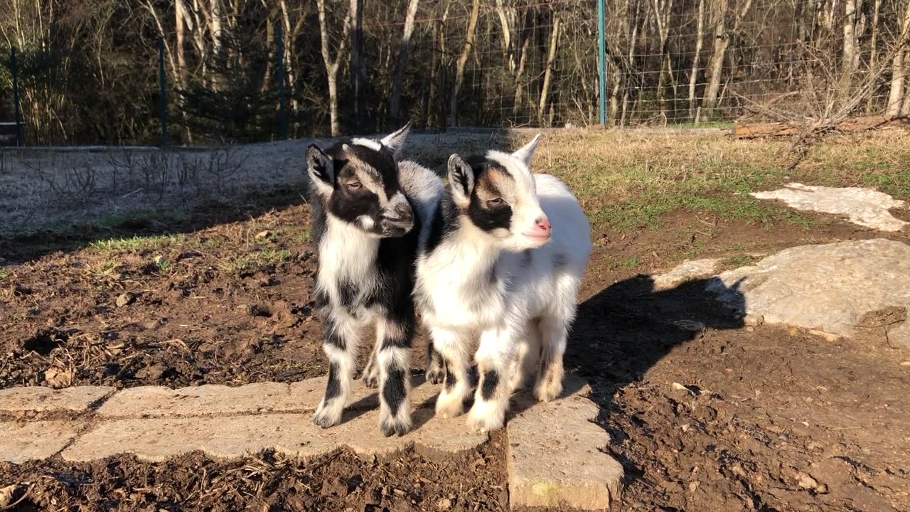 WE LOVE BABY GOATS… x 2!