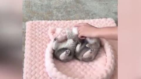 I hypnotized 3 kittens😂