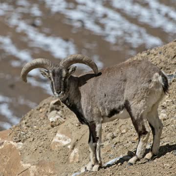 Did You Know? The Bharal || FACTS || TRIVIA