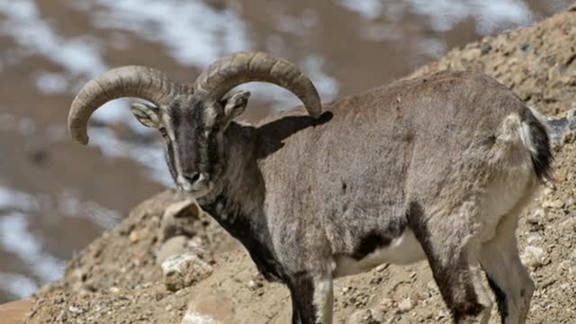 Did You Know? The Bharal || FACTS || TRIVIA