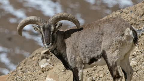 Did You Know? The Bharal || FACTS || TRIVIA